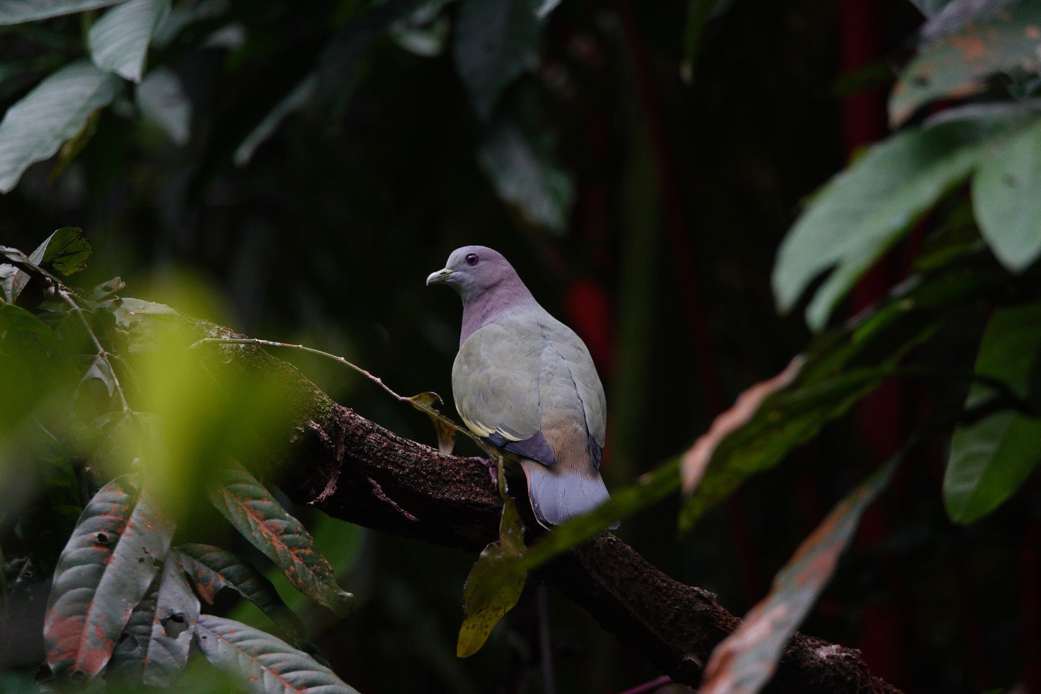 Photo of Pink-necked Green Pigeon at Singapore Botanic Gardens by のどか