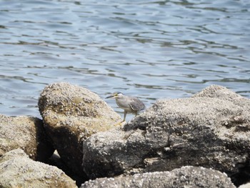 ササゴイ 東京港野鳥公園 2023年5月21日(日)