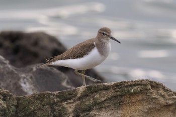 イソシギ 東京港野鳥公園 撮影日未設定