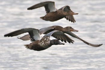 ハシビロガモ 東京港野鳥公園 2023年11月18日(土)