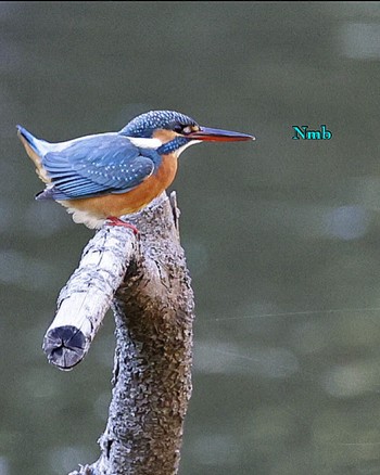 Common Kingfisher Unknown Spots Unknown Date