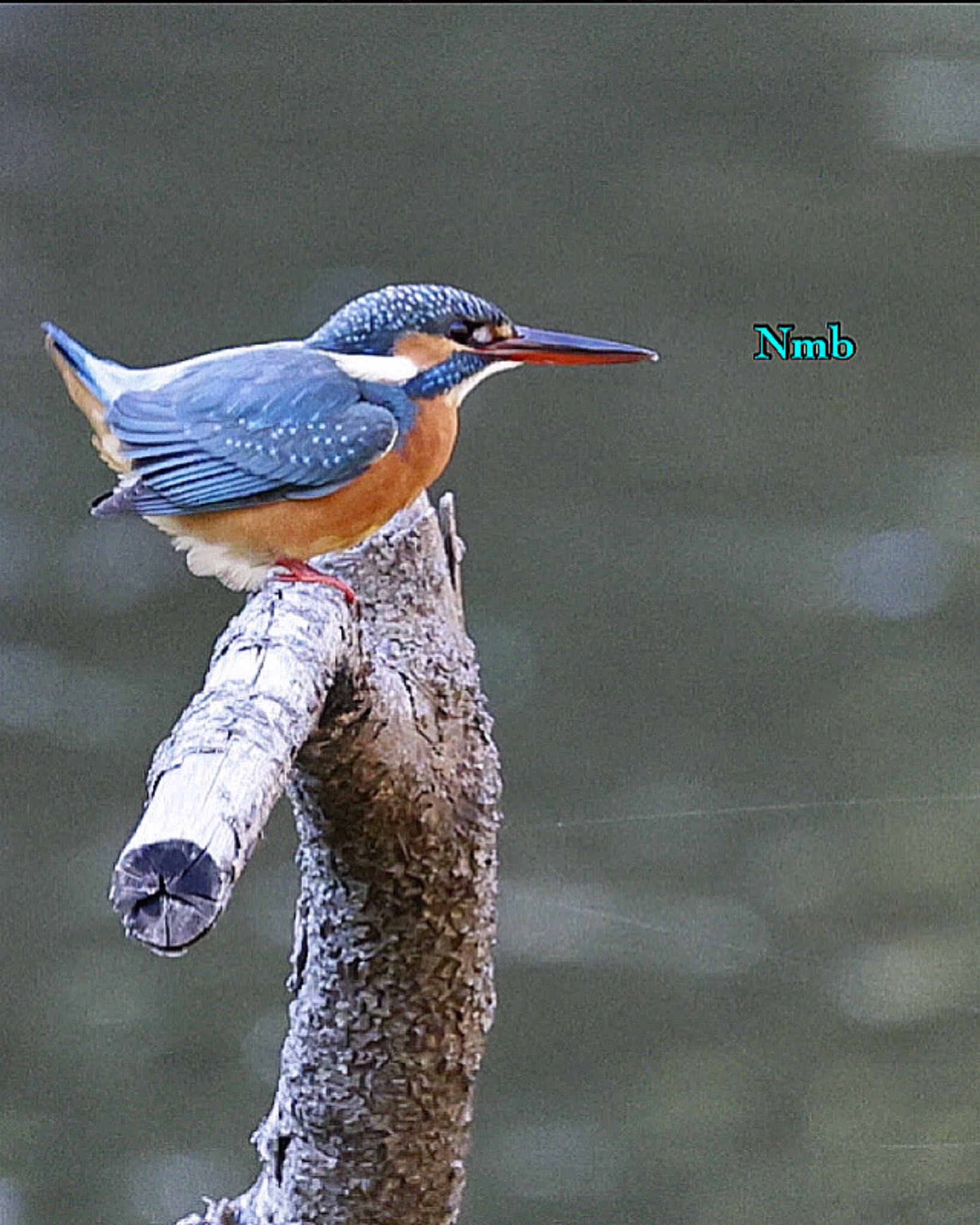 Photo of Common Kingfisher at  by soul.number.358