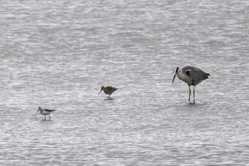 Black-tailed Godwit いしかり調整池(石狩調整池) Mon, 9/18/2023