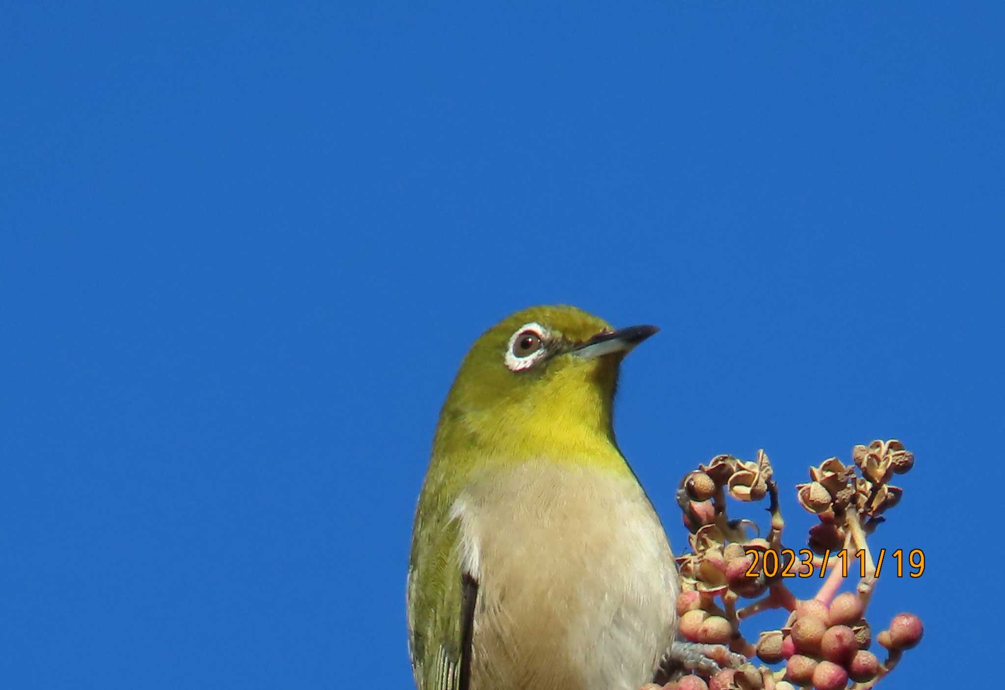 葛西臨海公園 メジロの写真