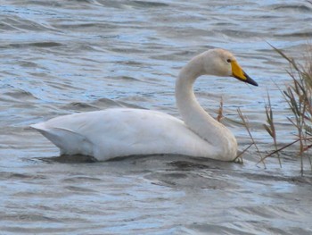 Whooper Swan 佐波川河口(山口県) Sun, 11/19/2023