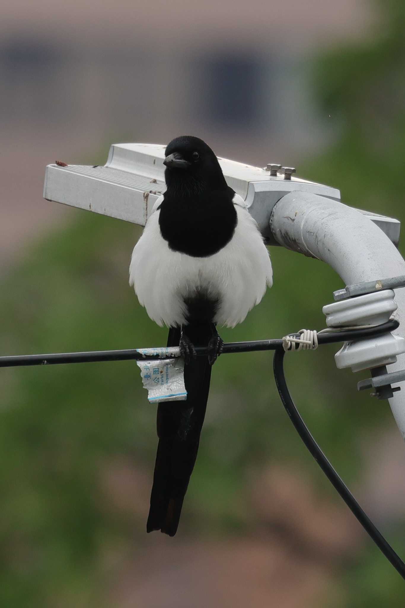 Photo of Eurasian Magpie at 台北 by トビトチヌ