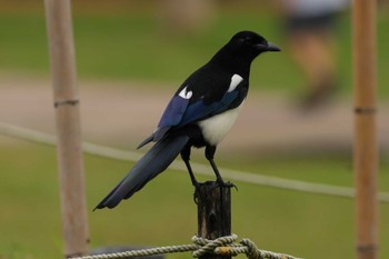 カササギ 大安森林公園 2023年11月11日(土)