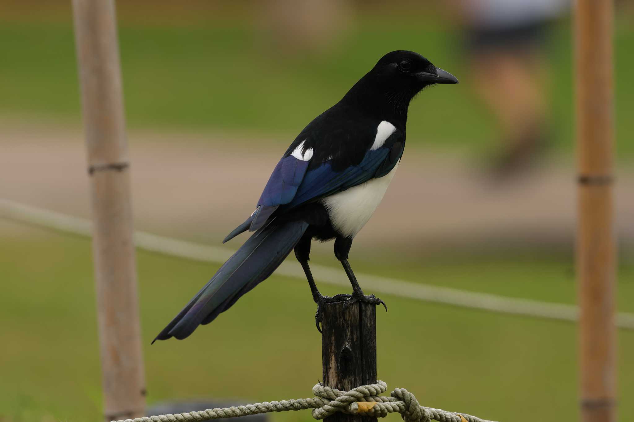 Photo of Eurasian Magpie at 大安森林公園 by トビトチヌ