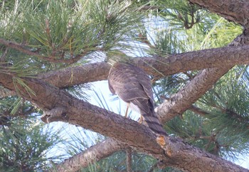 Eurasian Sparrowhawk 弁天池公園(大阪府門真市) Sat, 11/18/2023