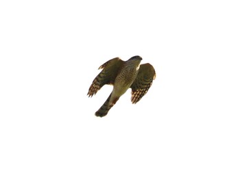 Eurasian Sparrowhawk 弁天池公園(大阪府門真市) Sat, 11/18/2023