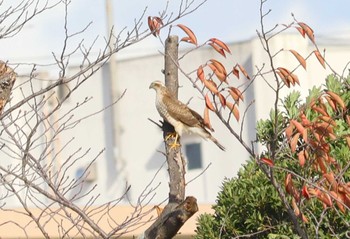 Sat, 11/18/2023 Birding report at 弁天池公園(大阪府門真市)