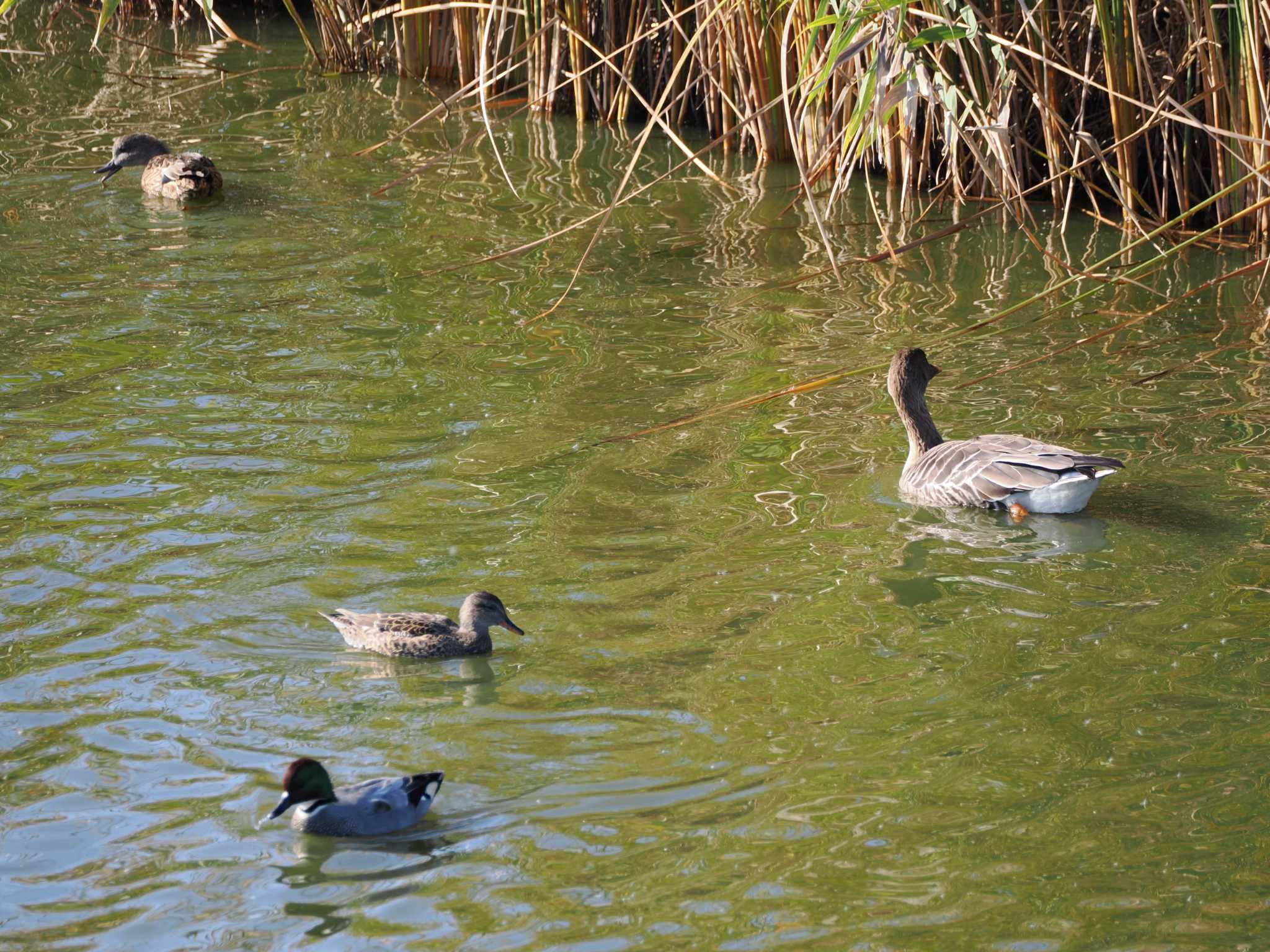 境川遊水地公園 オオヒシクイの写真