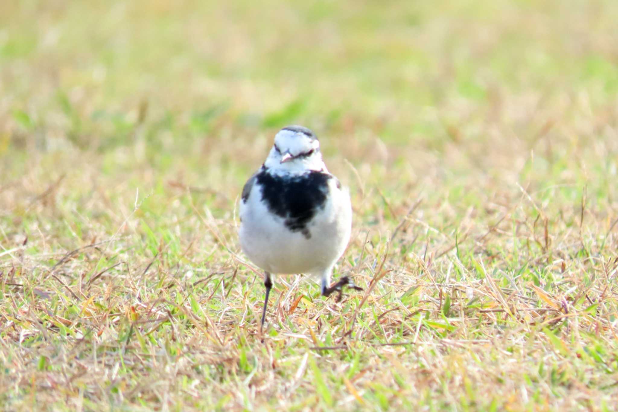 滋賀県びわこ地球市民の森 ハクセキレイの写真 by 姉なめこ