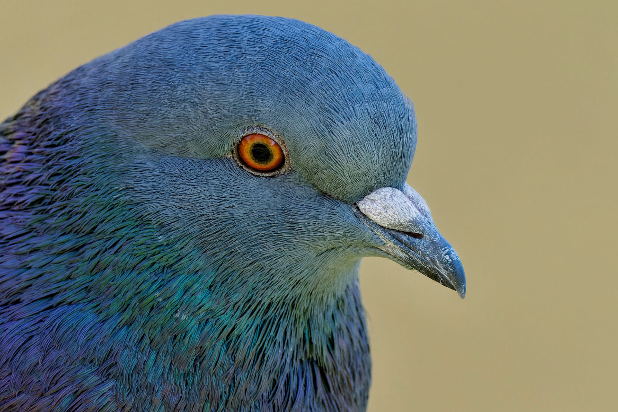 Rock Dove