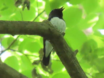 オオルリ 蔵王野鳥の森自然観察センター 2023年5月17日(水)