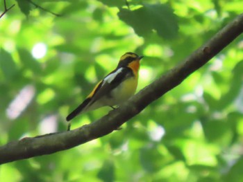 キビタキ 蔵王野鳥の森自然観察センター 2023年5月17日(水)