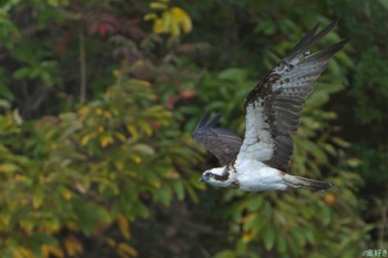 2023年11月19日(日) 明石市の野鳥観察記録