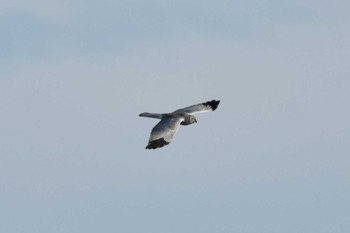 Hen Harrier Kabukuri Pond Sat, 11/18/2023