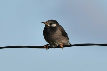 White-cheeked Starling Kabukuri Pond Sat, 11/18/2023