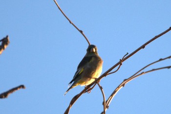 Grey-capped Greenfinch Kabukuri Pond Sun, 11/19/2023