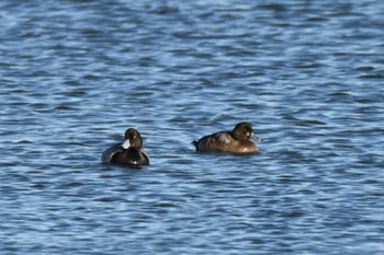 Greater Scaup Kabukuri Pond Sat, 11/18/2023