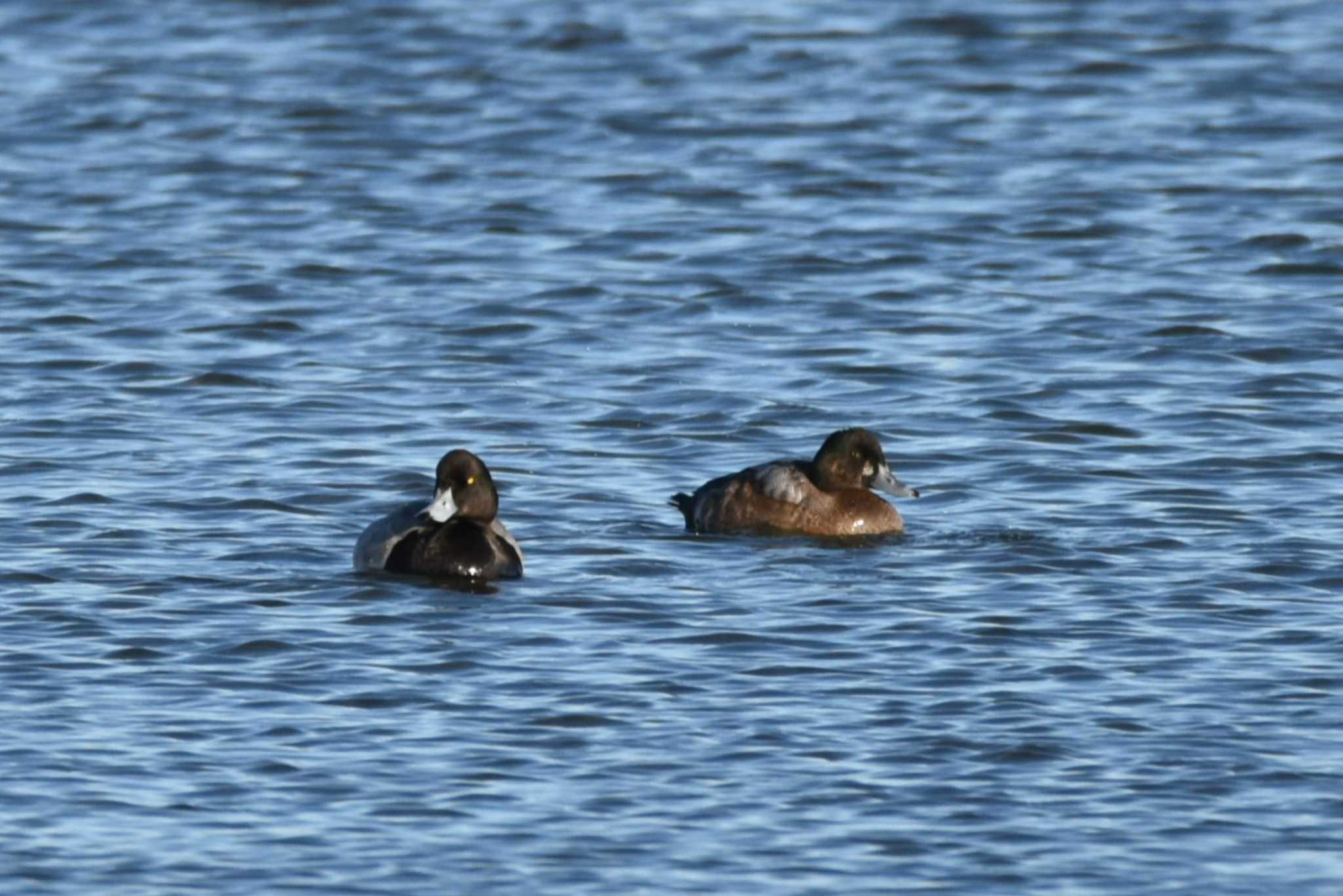 Photo of Greater Scaup at Kabukuri Pond by おんせんたま５