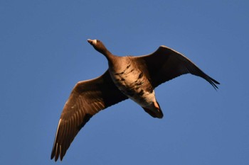 Greater White-fronted Goose Kabukuri Pond Sat, 11/18/2023