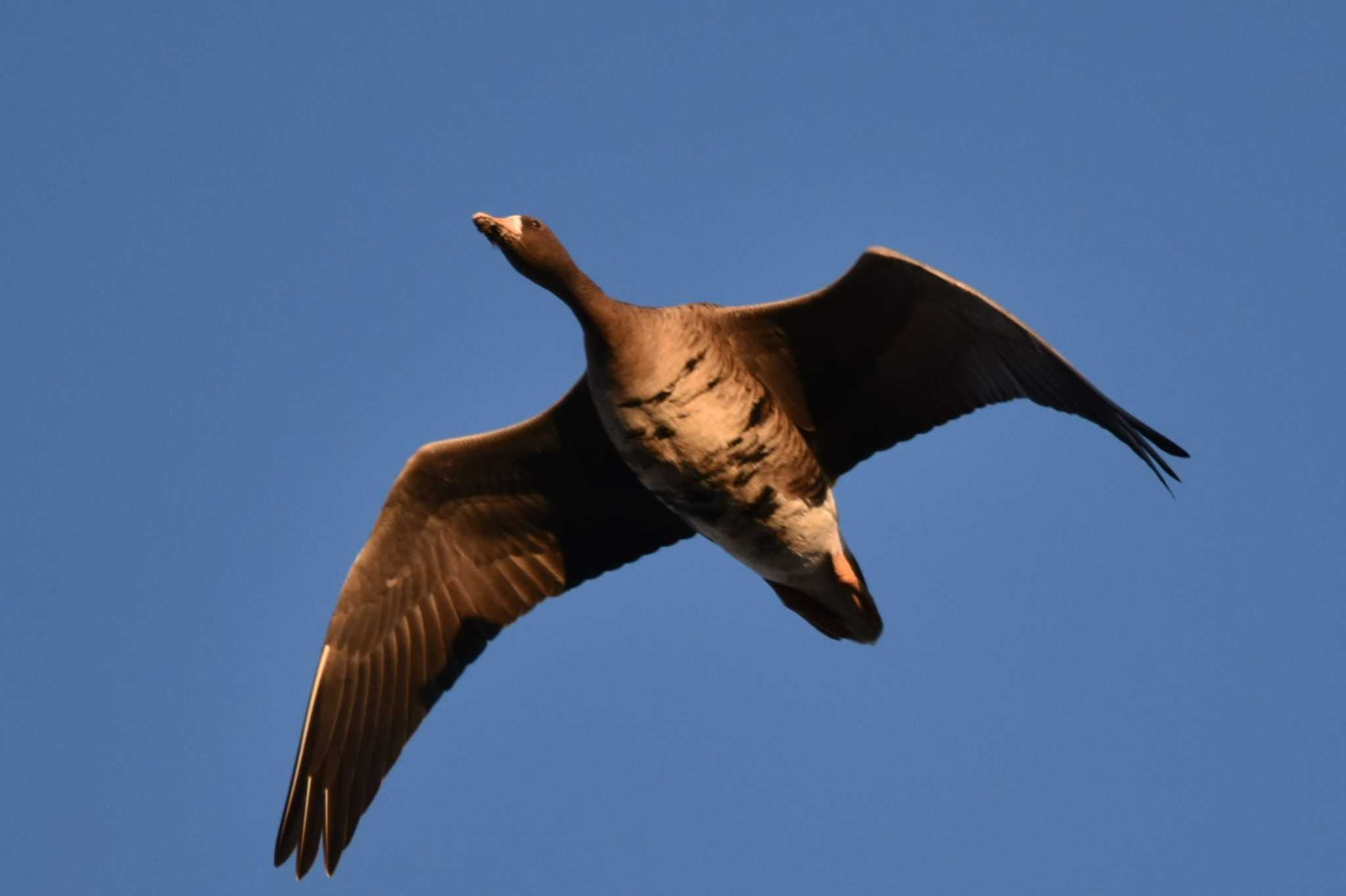 Photo of Greater White-fronted Goose at Kabukuri Pond by おんせんたま５