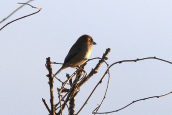 Bull-headed Shrike Kabukuri Pond Sun, 11/19/2023