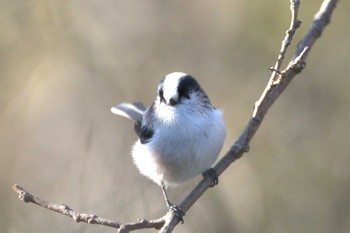 Long-tailed Tit Kabukuri Pond Sat, 11/18/2023