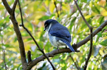 リュウキュウサンショウクイ 水元公園 2023年11月20日(月)