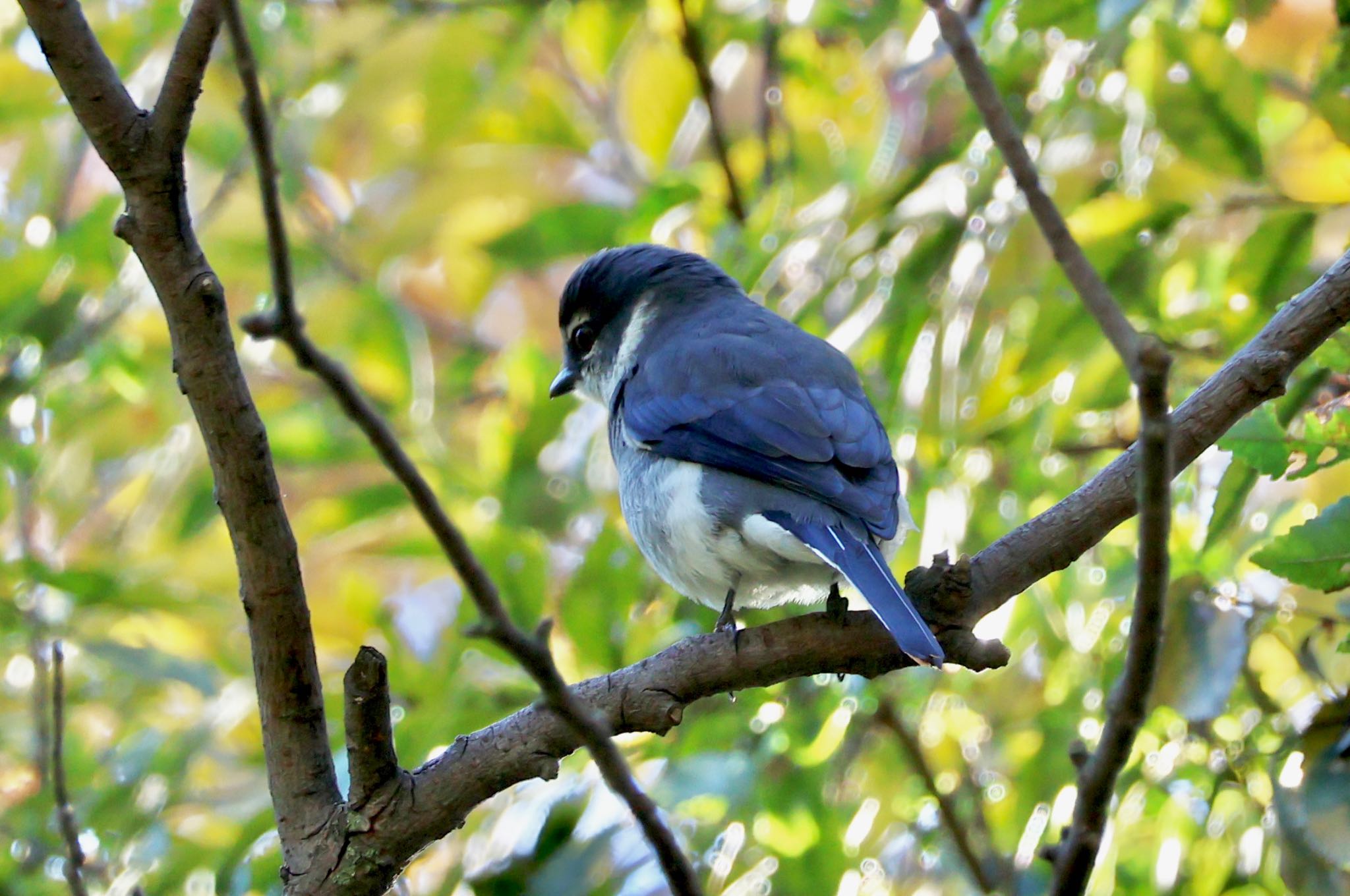 Photo of Ryukyu Minivet at Mizumoto Park by toritoruzo 