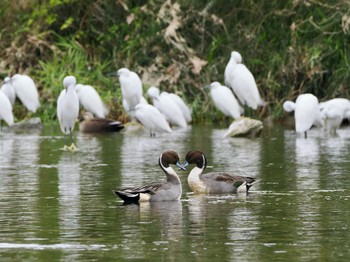 Sun, 11/12/2023 Birding report at 安威川