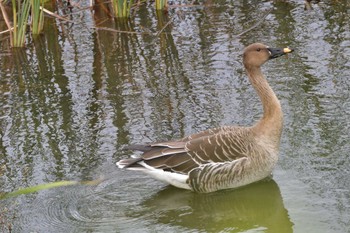 2023年11月18日(土) 今田遊水地の野鳥観察記録