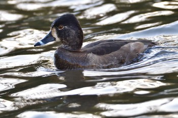 2023年11月18日(土) こども自然公園 (大池公園/横浜市)の野鳥観察記録