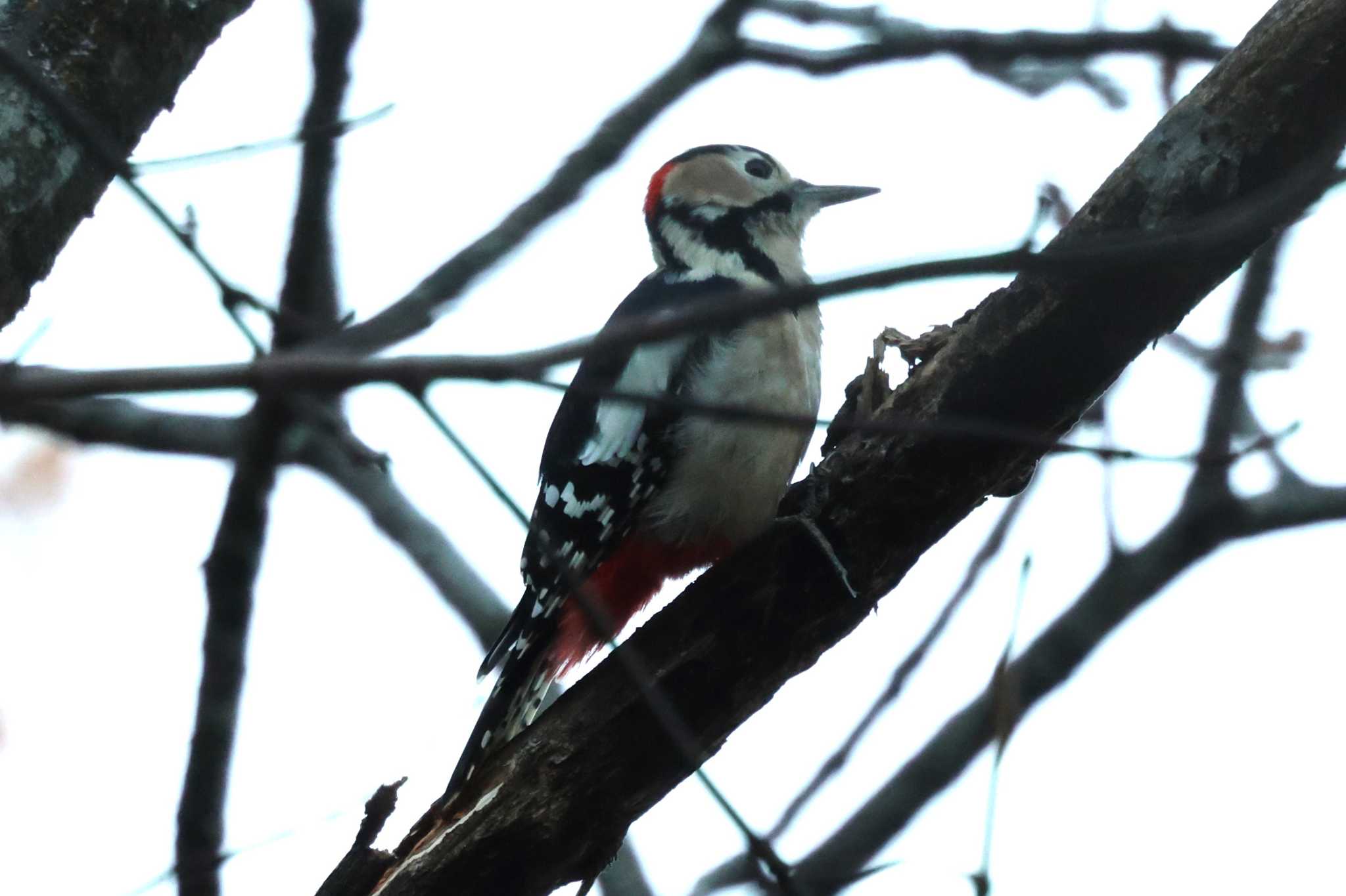 Great Spotted Woodpecker