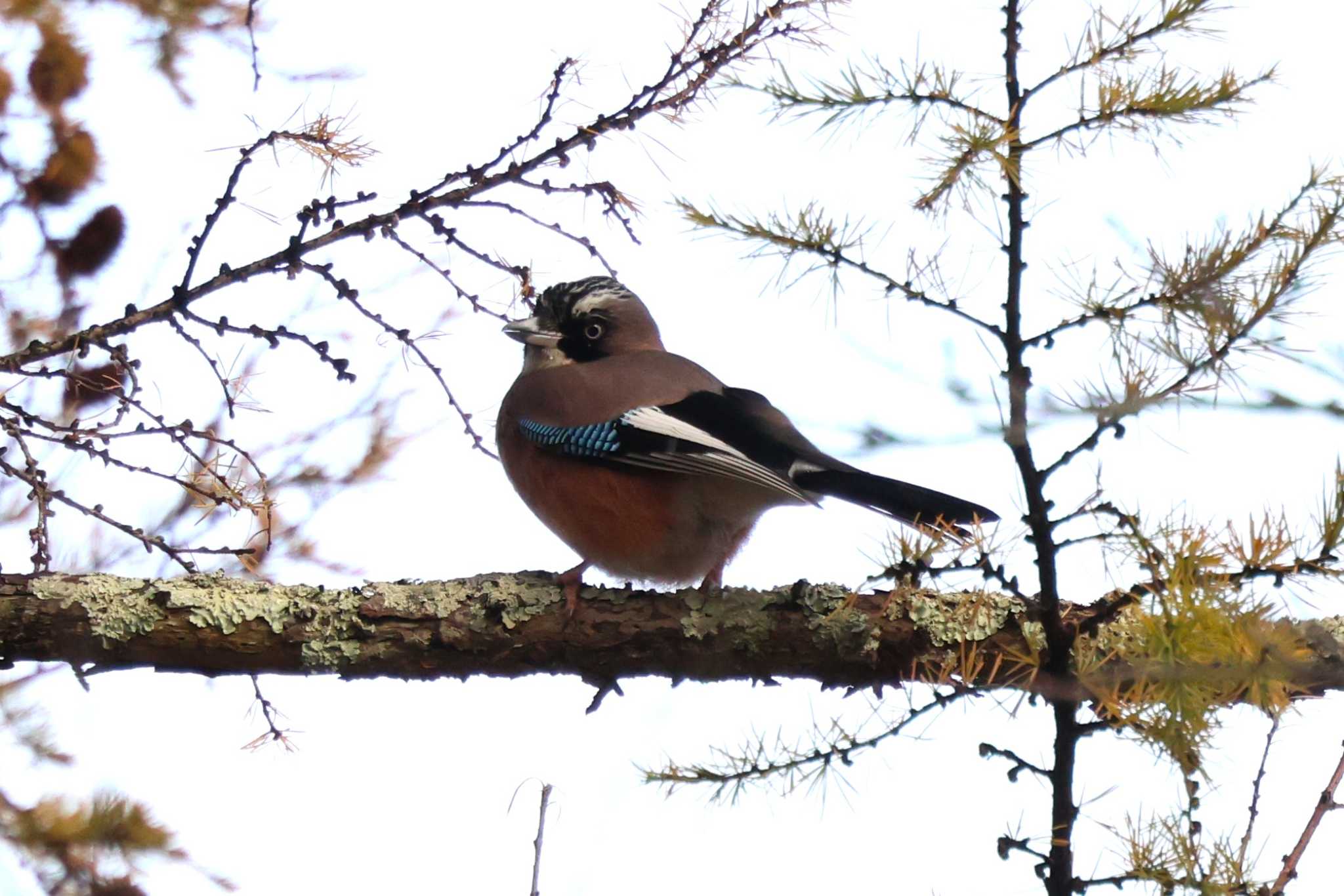 Eurasian Jay