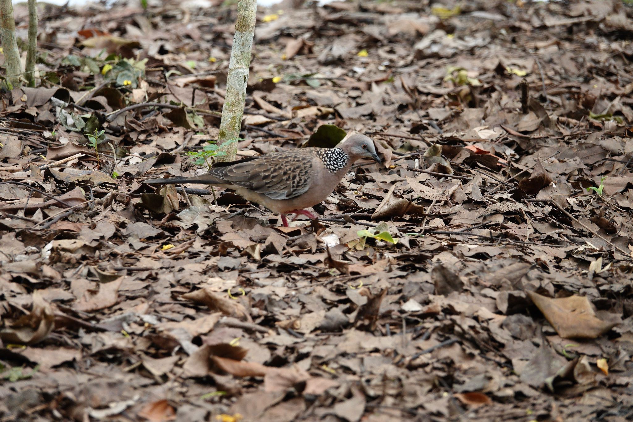 Spotted Dove