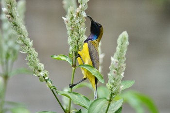 キバラタイヨウチョウ シンガポール植物園 2023年3月14日(火)