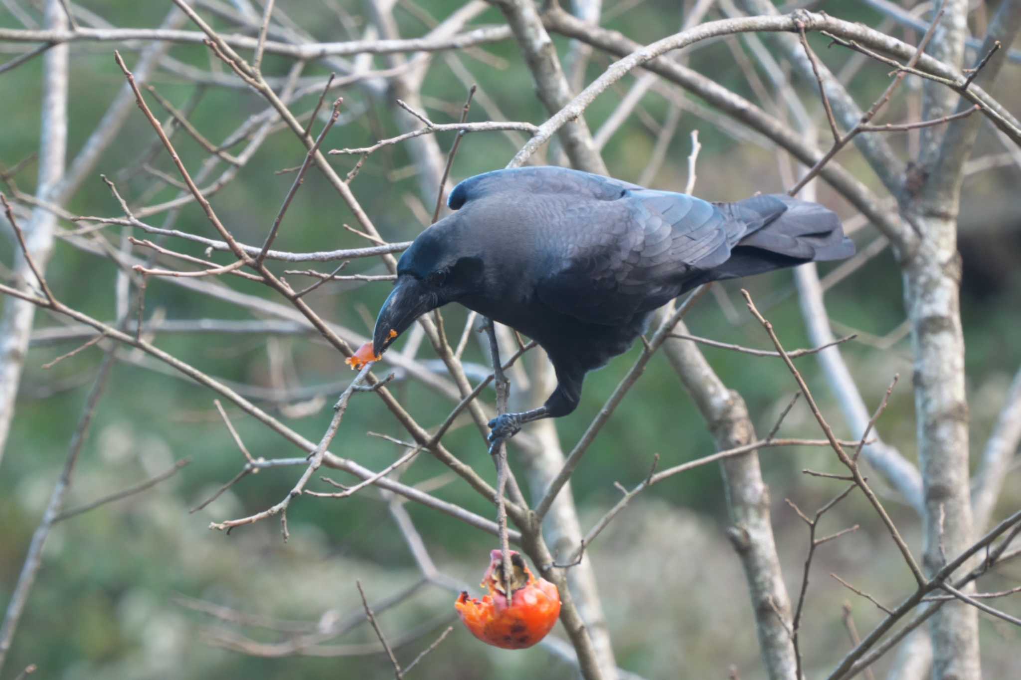 Large-billed Crow