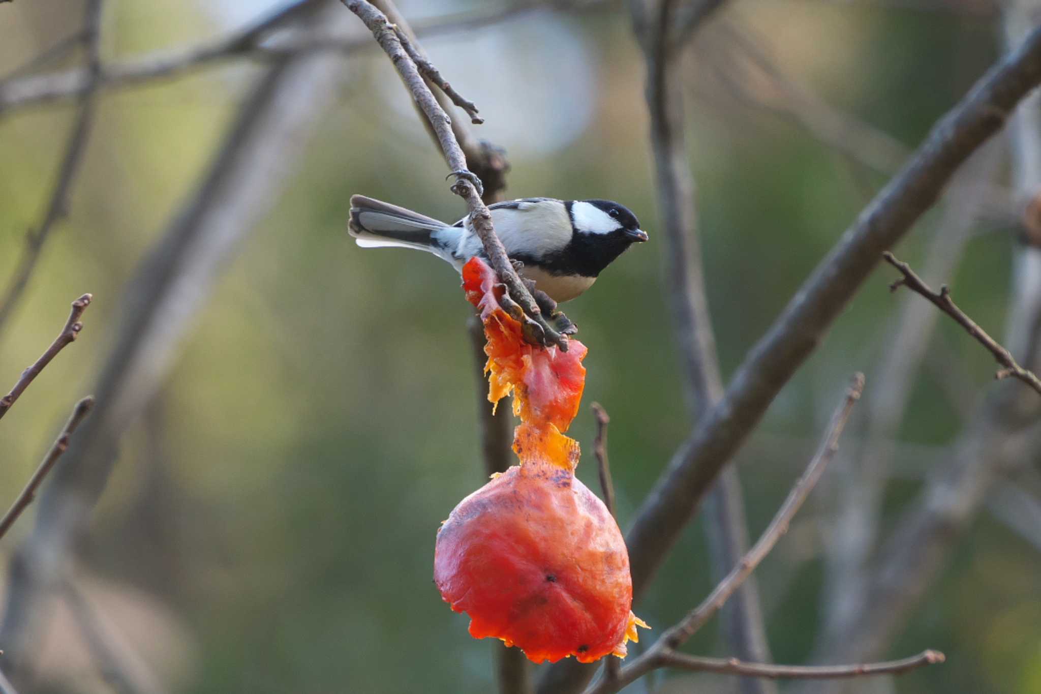 Japanese Tit