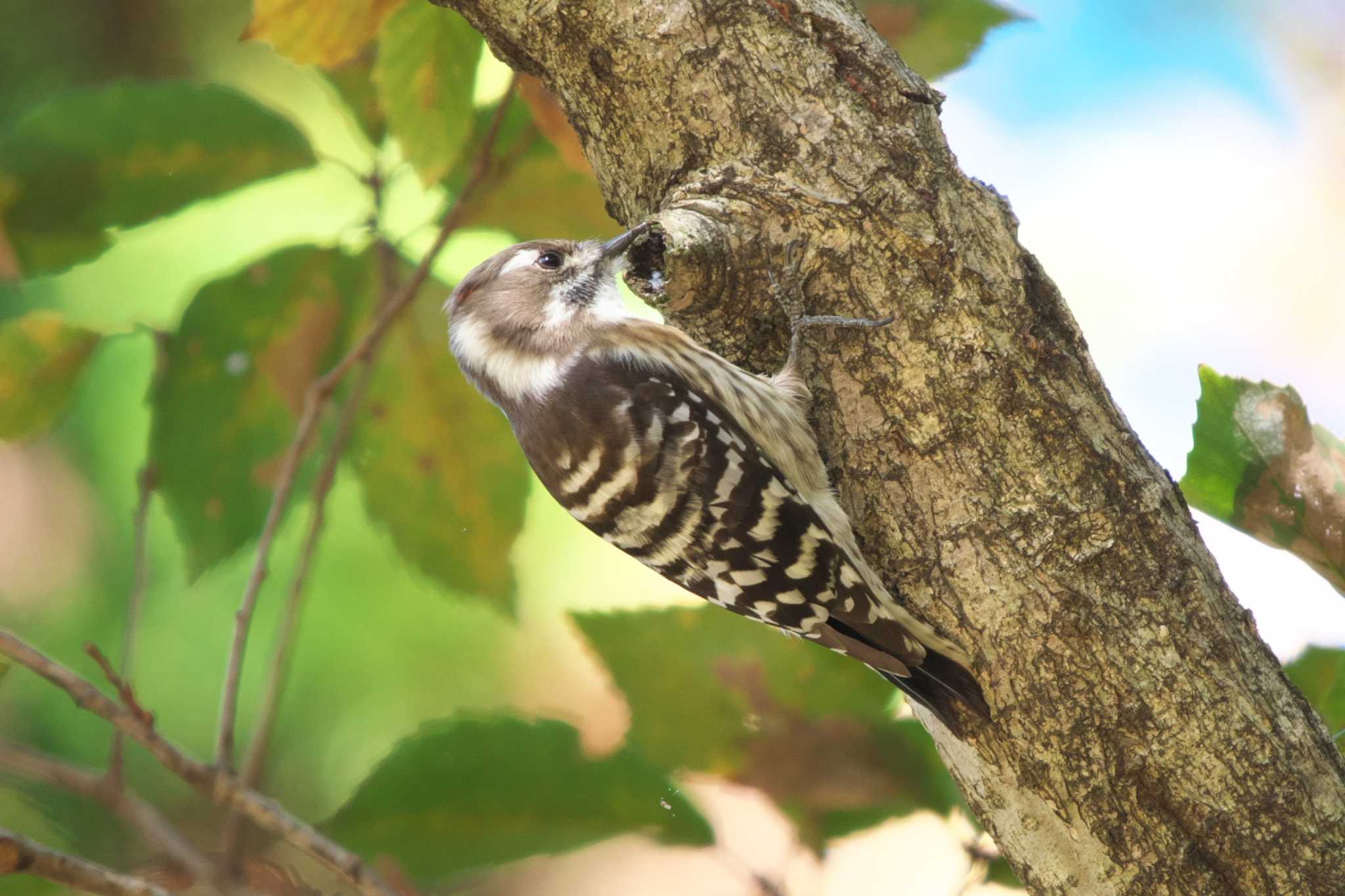 Photo of Japanese Pygmy Woodpecker at Kodomo Shizen Park by Y. Watanabe