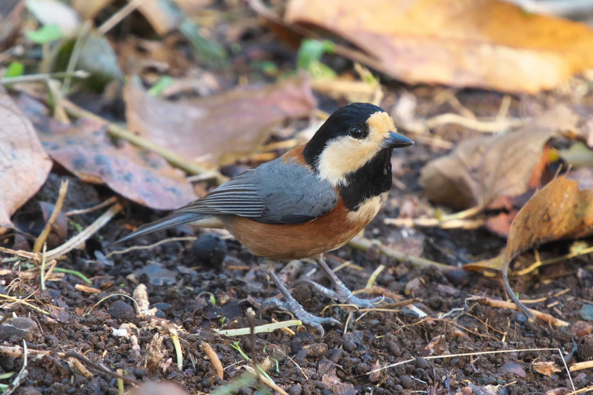 Varied Tit