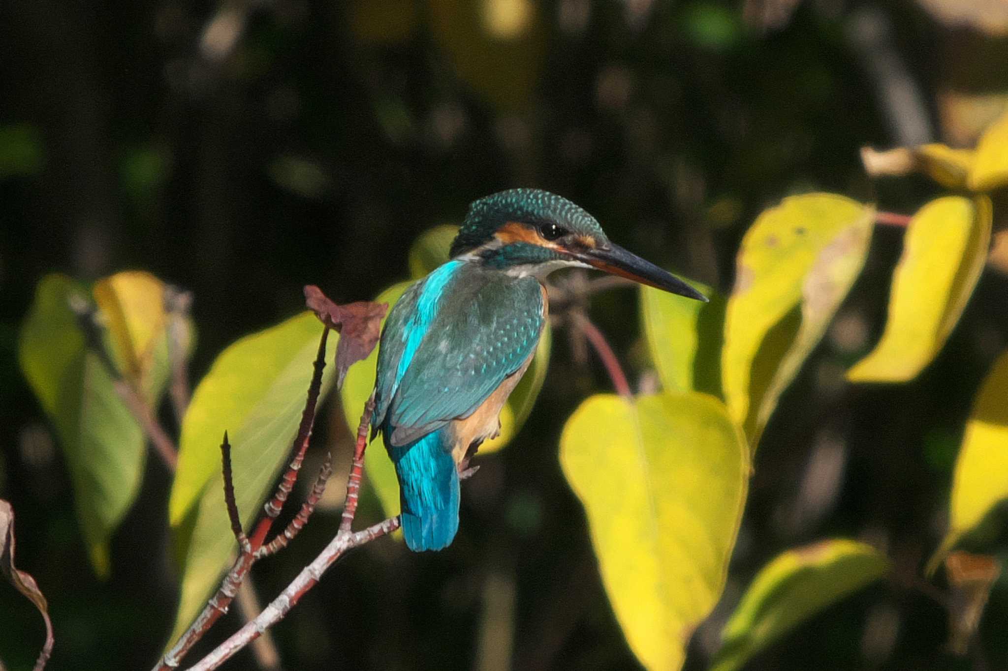 Common Kingfisher