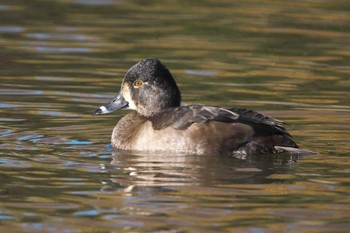 クビワキンクロ こども自然公園 (大池公園/横浜市) 2023年11月20日(月)