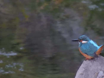 Mon, 11/20/2023 Birding report at 鴨川