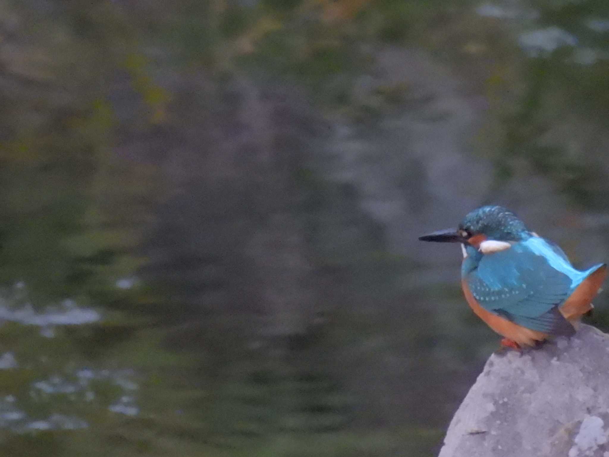 Common Kingfisher