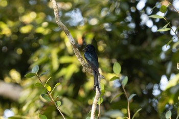 Bronzed Drongo 雲南省 Sun, 11/19/2023