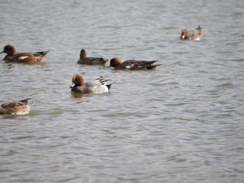 2023年11月19日(日) 駕与丁公園の野鳥観察記録