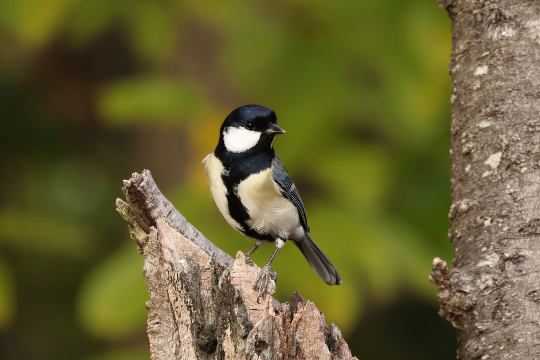 Photo of Japanese Tit at Hattori Ryokuchi Park by zetsubouteacher